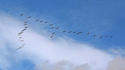 gänse,kanadagänse,formation,vogelzug,formationsflug,vogel,zugvogel,flug,fliegen,geordnet,tier,wildtier,himmel,fauna,natur,vögel Symbolbild zum Formationsflug von Zugvögeln