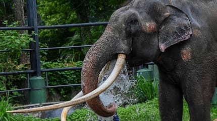 Iljuschin, Elefant, Il76, Aviacon Zitotrans SRI LANKA-THAILAND-ANIMAL-ELEPHANT