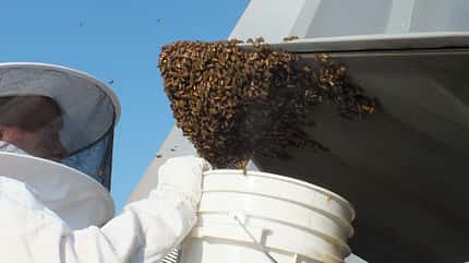 Hercules, MC-130J, Bienen, F-22, Raptor Imker entfernt Bienenschwarm von F-22 Raptor