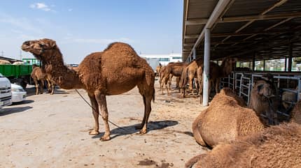 Turkmenistan Reiseeindrücke aus Turkmenistan.