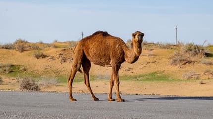 Turkmenistan Reiseeindrücke aus Turkmenistan.