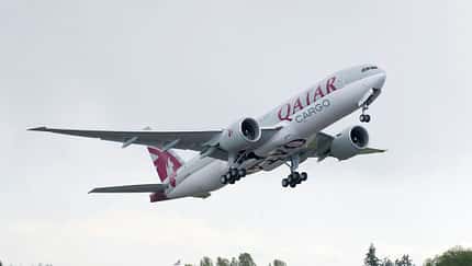 Qatar Airways fliegt 4.000 Kühe nach Katar