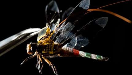 Libelle mit Chip-Rucksack fliegt als Drohne