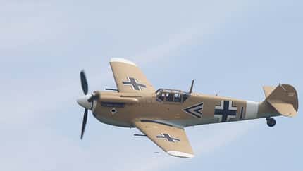 Wüsten-Buchon nach Deutschland verkauft