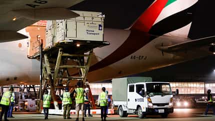 Emirates-Jets werden zu Pferdetransportern