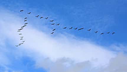 Passagierjets im Formationsflug - Zugvögel als Vorbild